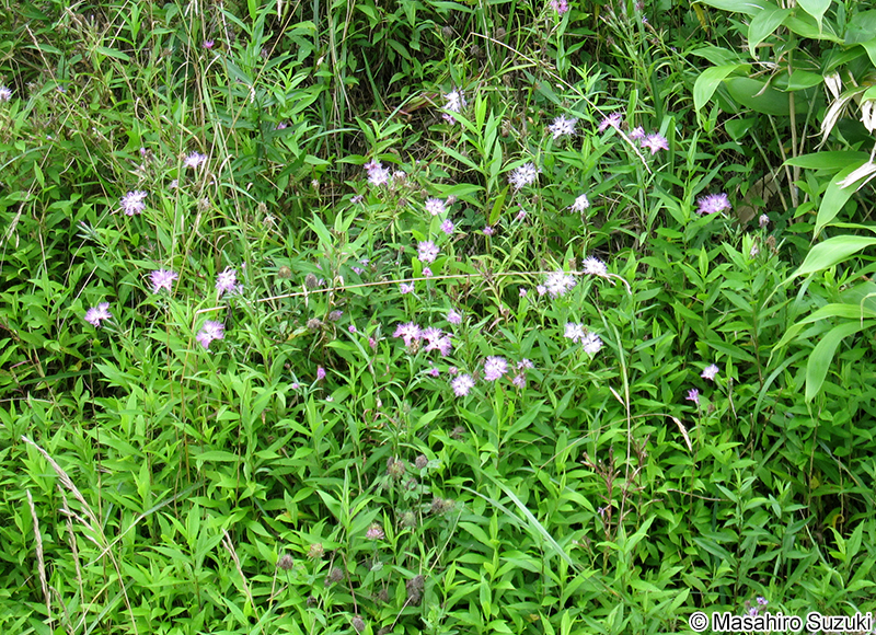エゾカワラナデシコ Dianthus superbus var. superbus