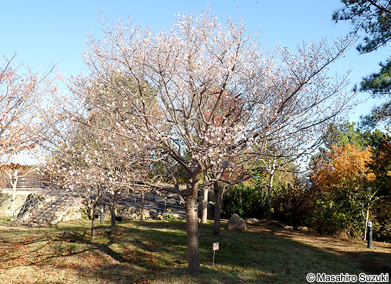 フユザクラ（冬桜） Cerasus x parvifolia 'Parvifolia'