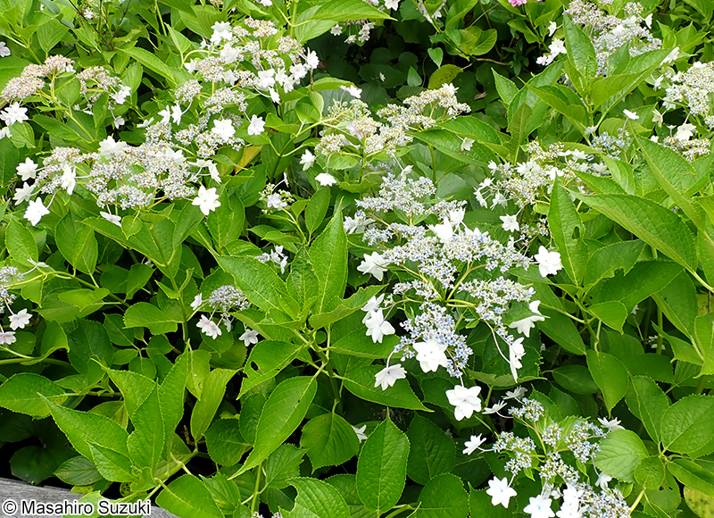 スミダノハナビ Hydrangea macrophylla f. normalis 'Sumidanohanabi'