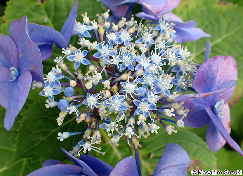 スカイブルー Hydrangea macrophylla f. normalis 'Sky blue'