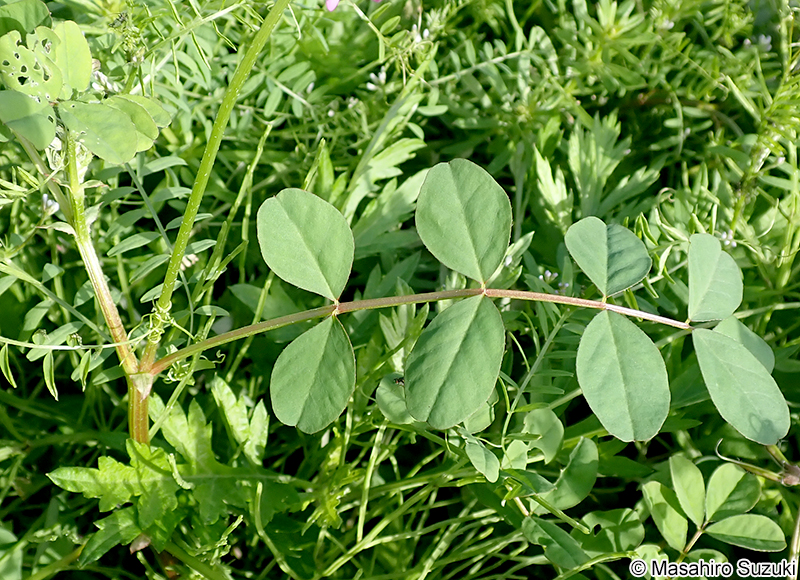 ゲンゲ（レンゲソウ） Astragalus sinicus