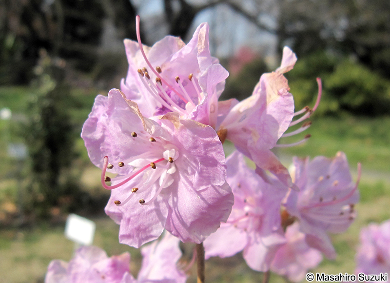 ゲンカイツツジ Rhododendron mucronulatum var. ciliatum