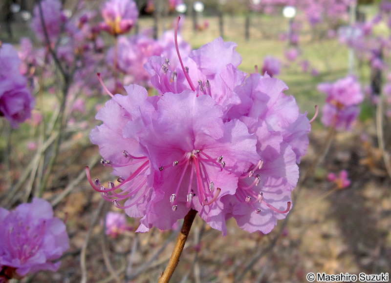 ゲンカイツツジ Rhododendron mucronulatum var. ciliatum