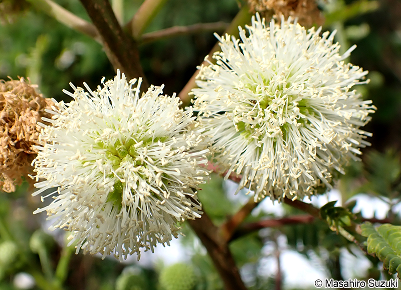 ギンネム Leucaena leucocephala