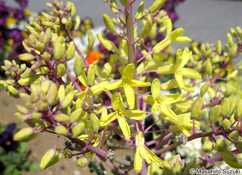 ハボタン Brassica oleracea f. tricolor