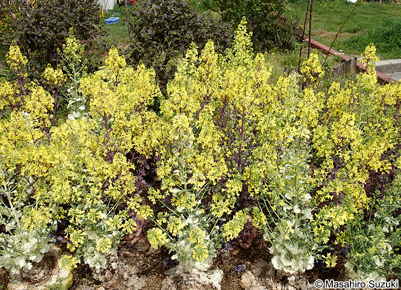 ハボタン Brassica oleracea f. tricolor