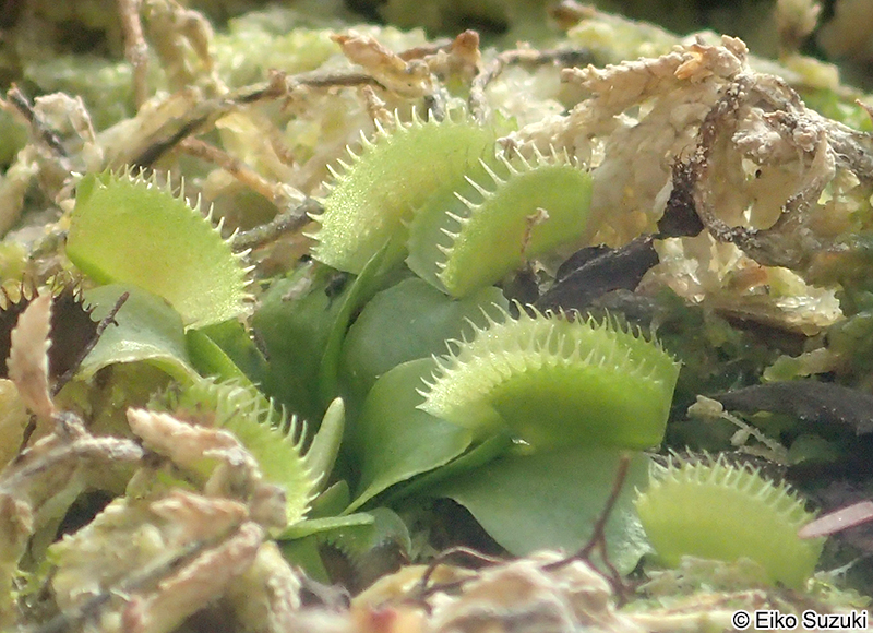 ハエトリグサ Dionaea muscipularosera