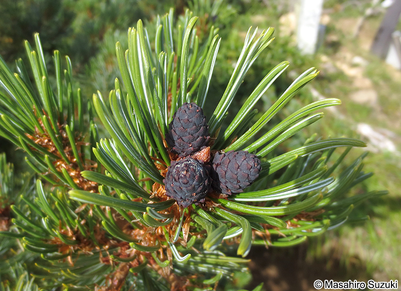 ハイマツ Pinus pumila