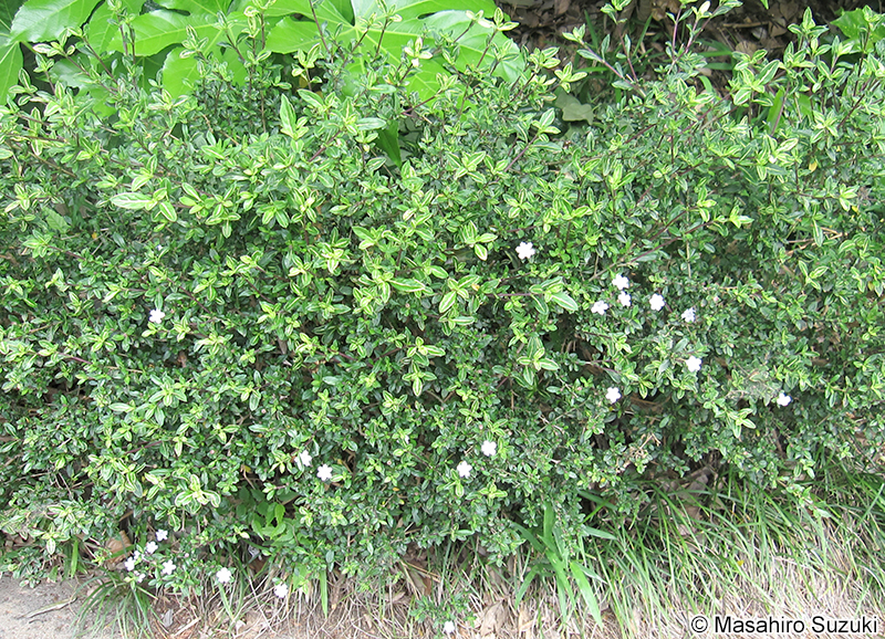ハクチョウゲ Serissa japonica