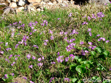 ハクサンコザクラ Primula cuneifolia var. hakusanensis