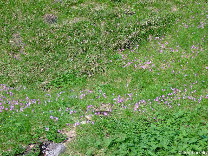 ハクサンコザクラ Primula cuneifolia var. hakusanensis