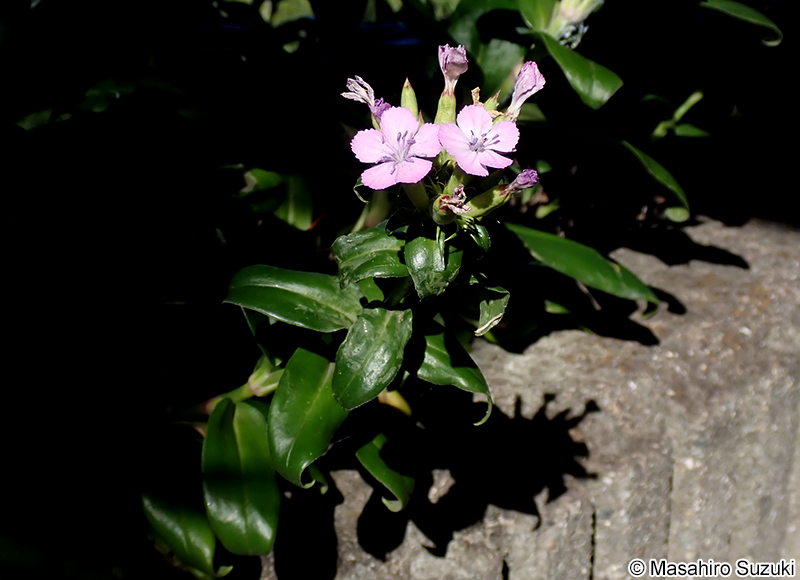 ハマナデシコ Dianthus japonicus