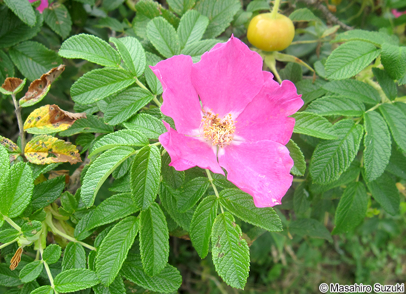 ハマナス（ハマナシ） Rosa rugosa
