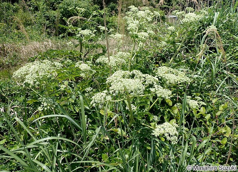 ハマウド Angelica japonica