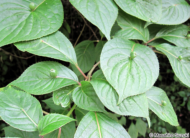 ハナイカダ Helwingia japonica