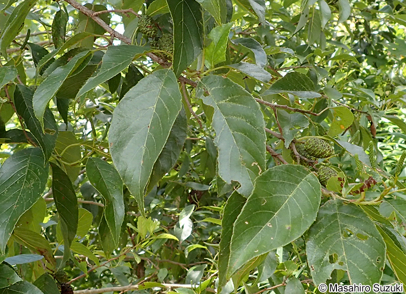 ハンノキ Alnus japonica