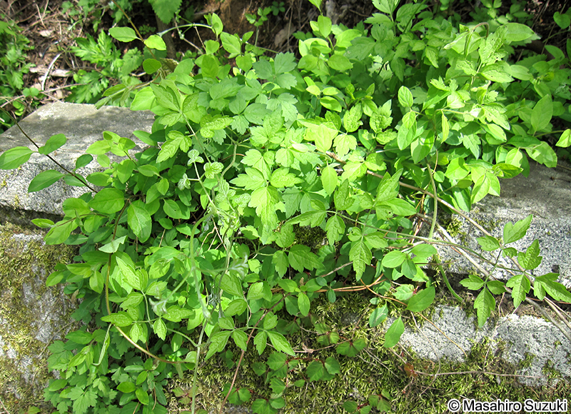 ハンショウヅル Clematis japonica