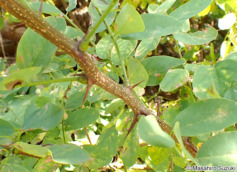 ニセアカシア（ハリエンジュ） Robinia pseudoacacia