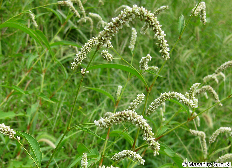 ハルタデ Persicaria maculosa var. pubescens
