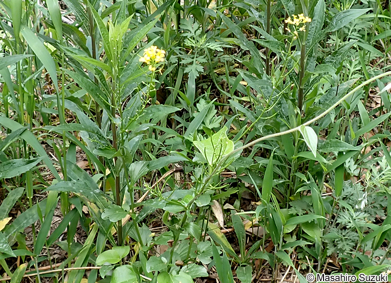 ハルザキヤマガラシ Barbarea vulgaris