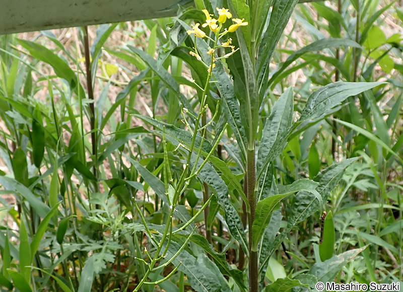 ハルザキヤマガラシ Barbarea vulgaris