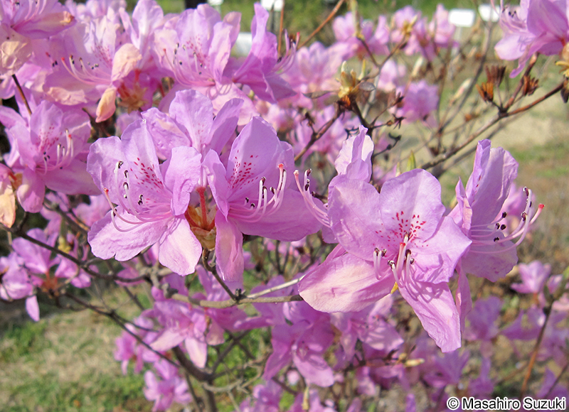 ハヤトミツバツツジ Rhododendron dilatatum var. satsumaense