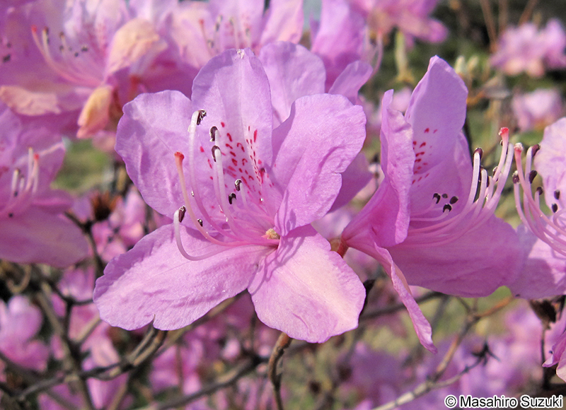 ハヤトミツバツツジ Rhododendron dilatatum var. satsumaense