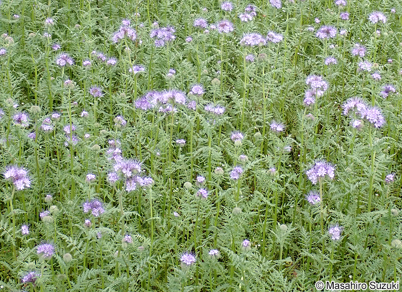 ハゼリソウ Phacelia tanacetifolia