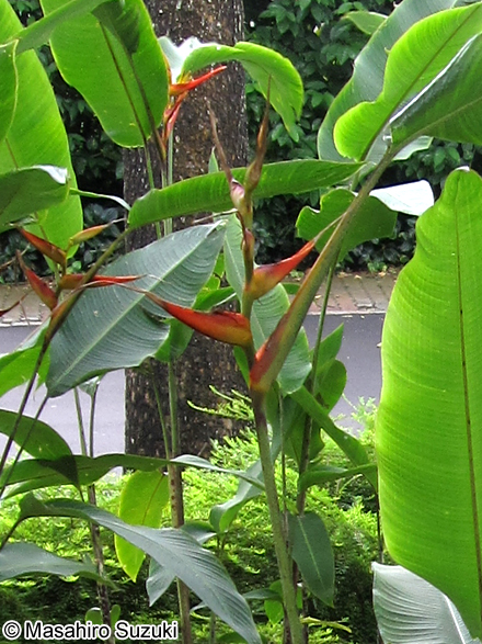 Heliconia latispatha