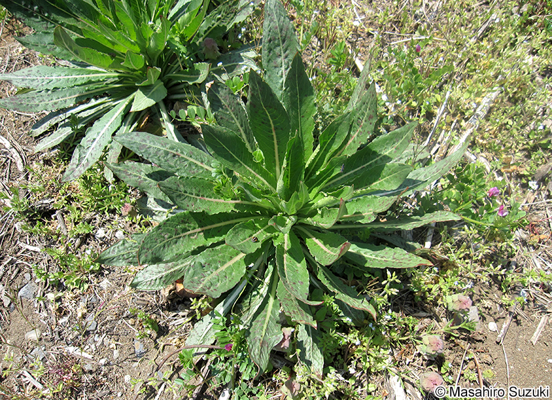 ヘラオオバコ Plantago lanceolata