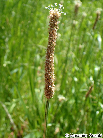 ヘラオオバコ Plantago lanceolata