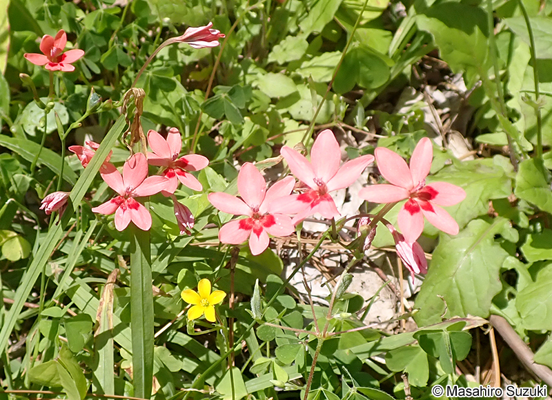 ヒメヒオウギ Freesia laxa