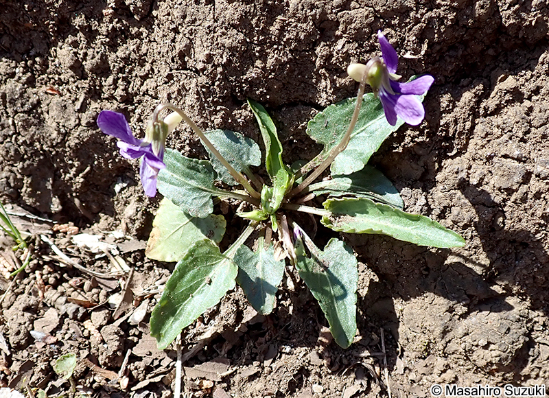 ヒメスミレ Viola inconspicua subsp. nagasakiensis