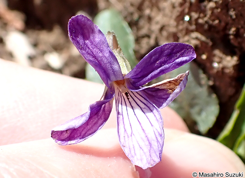 ヒメスミレ Viola inconspicua subsp. nagasakiensis