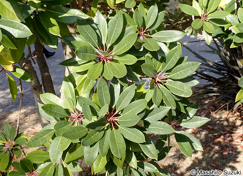 ヒメユズリハ Daphniphyllum teijsmannii