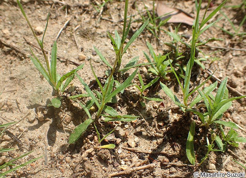 ヒナギキョウ Wahlenbergia marginata