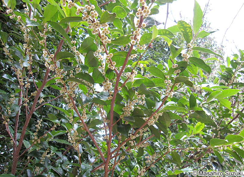 ヒサカキ Eurya japonica