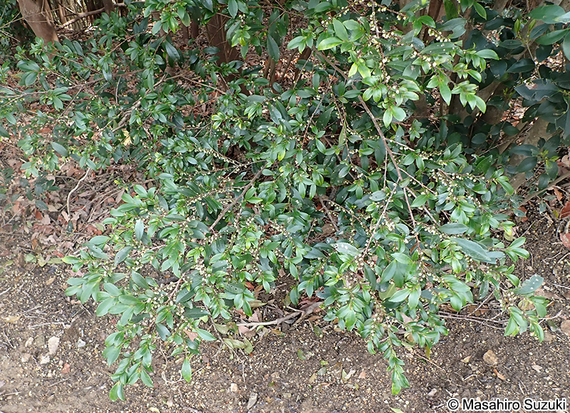 ヒサカキ Eurya japonica
