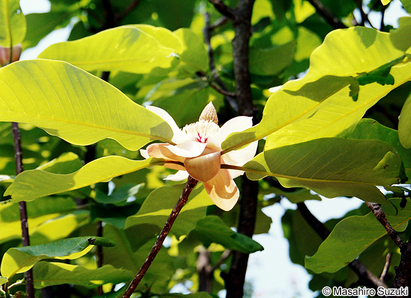 ホオノキ Magnolia obovata