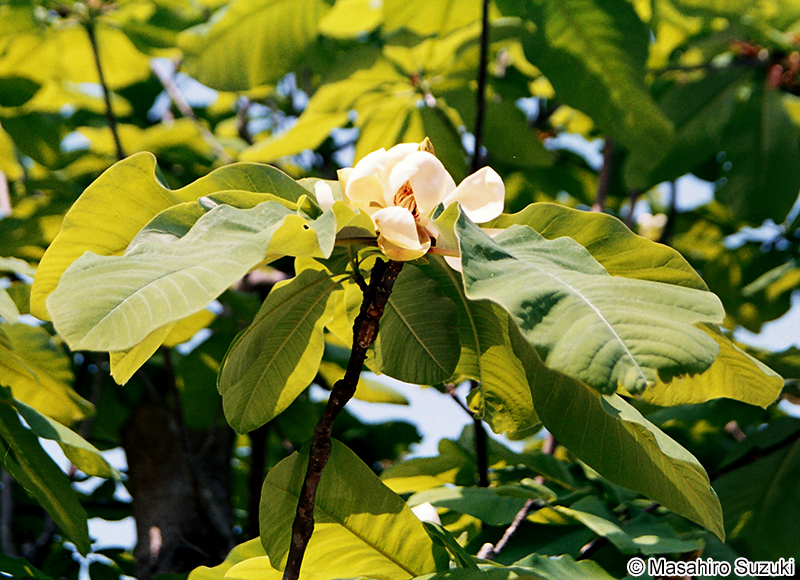 ホオノキ Magnolia obovata