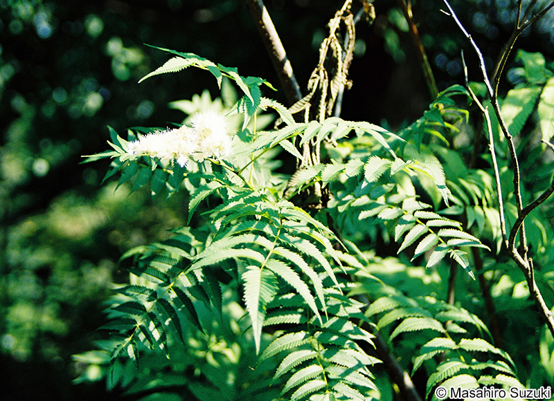 ホザキナナカマド Sorbaria sorbifolia var. stellipila