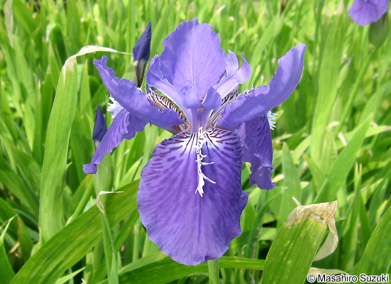 イチハツ Iris tectorum