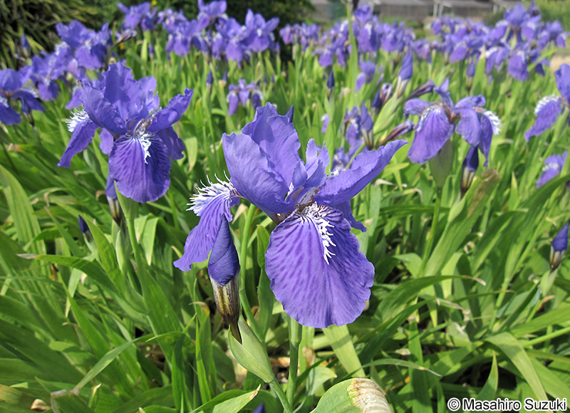 イチハツ Iris tectorum