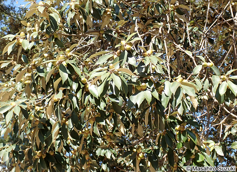 イチイガシ Quercus gilva