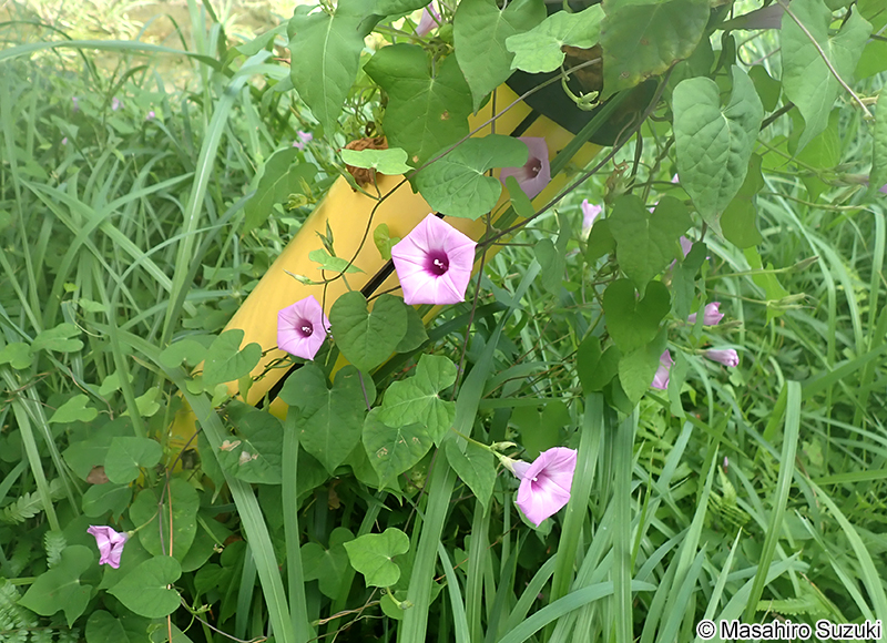 イモネノホシアサガオ Ipomoea trifida