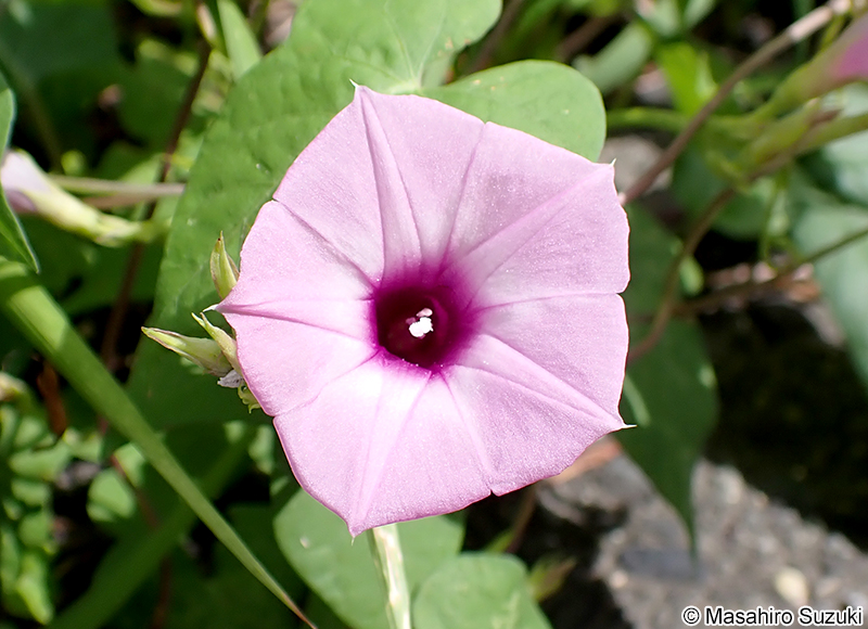 イモネノホシアサガオ Ipomoea trifida