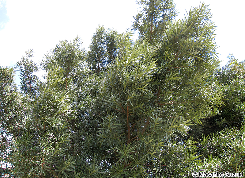 イヌマキ Podocarpus macrophyllus f. spontaneus