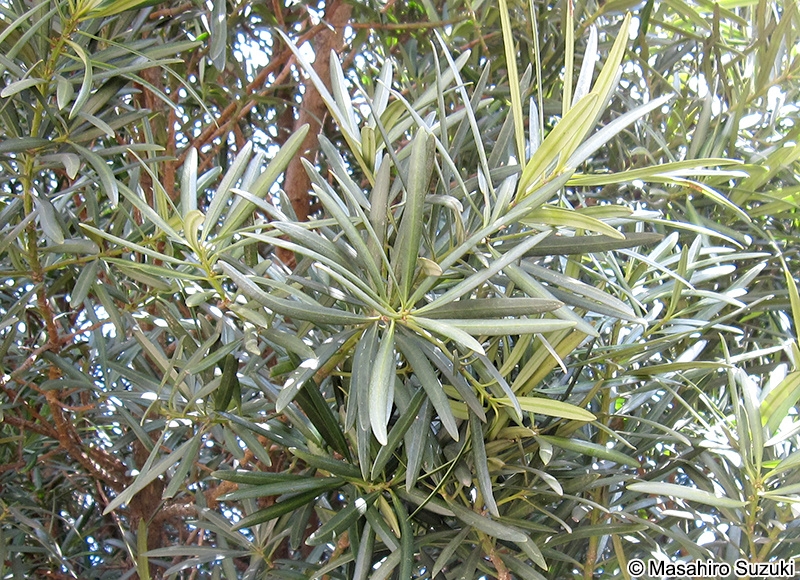 イヌマキ Podocarpus macrophyllus f. spontaneus