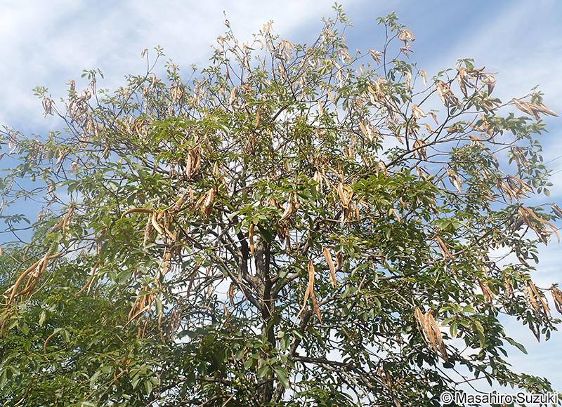 コガネノウゼン（イッペイ） Handroanthus chrysotrichus