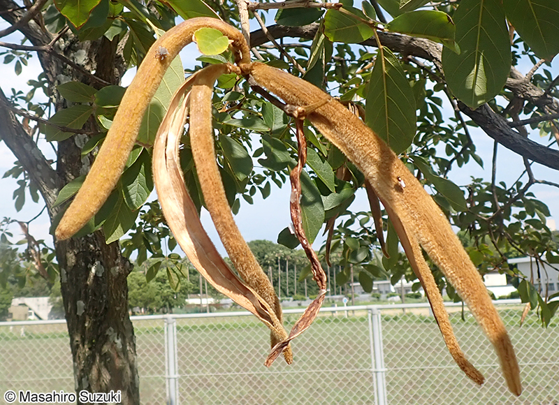 コガネノウゼン（イッペイ） Handroanthus chrysotrichus